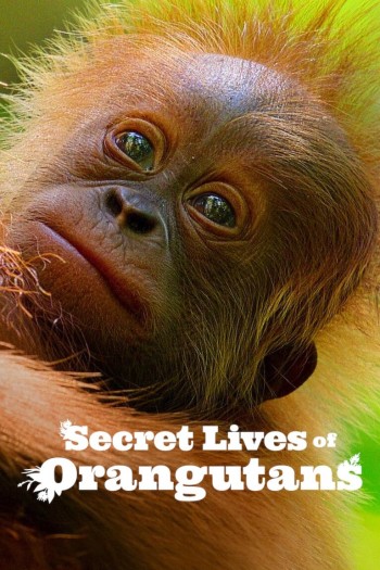 Cuộc sống bí mật của đười ươi (Secret Lives of Orangutans) [2024]